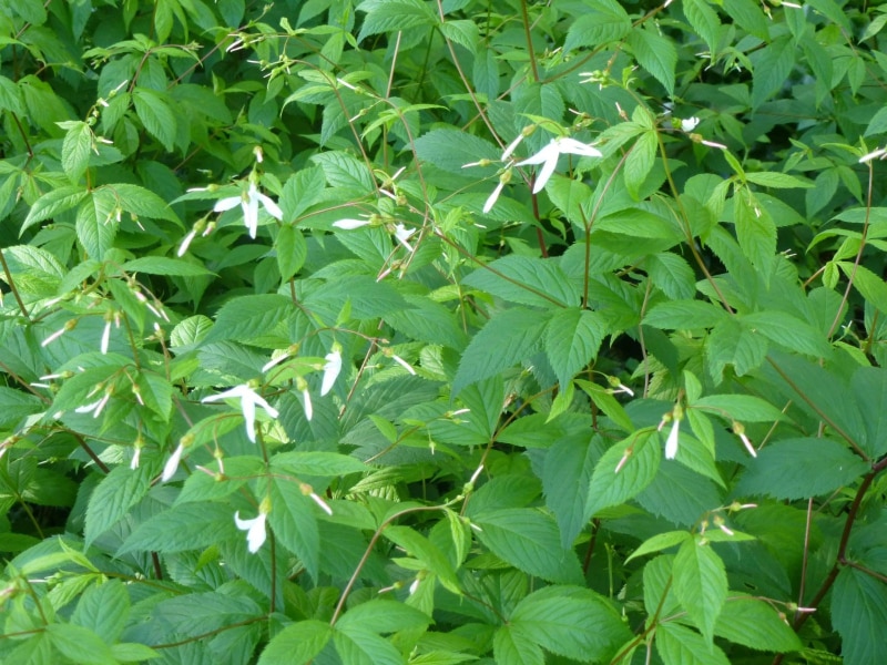 P1010838-Braakwortelspirea-vak-1-1-2