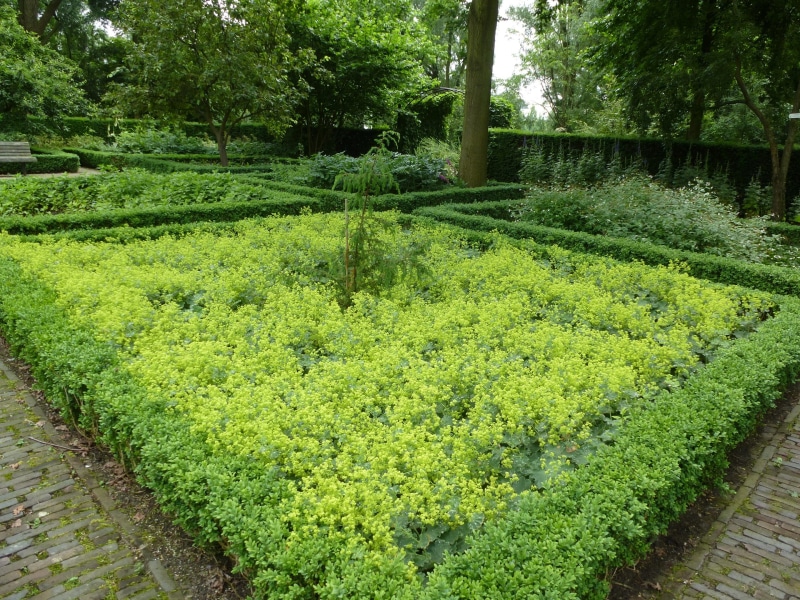 vrouwenmantel en jeneverbes vak 7
