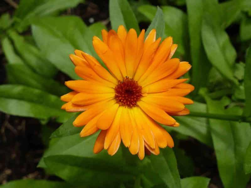 goudsbloem vak 10