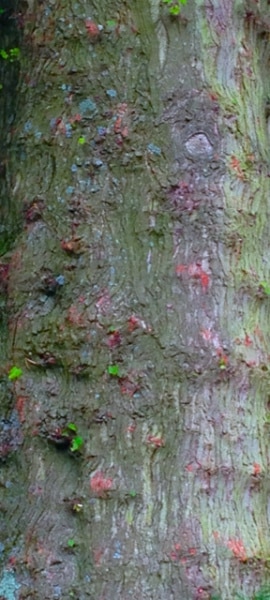 esdoorn bast