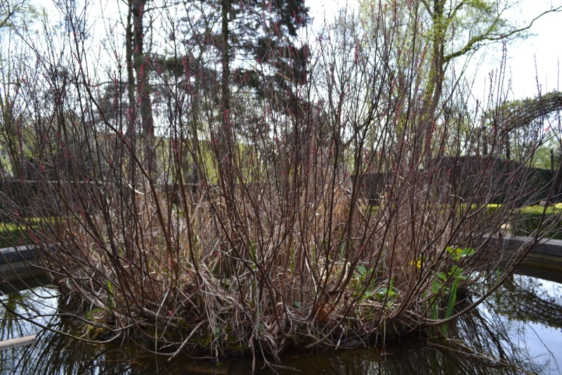 gagel in vijver 17 april 2018
