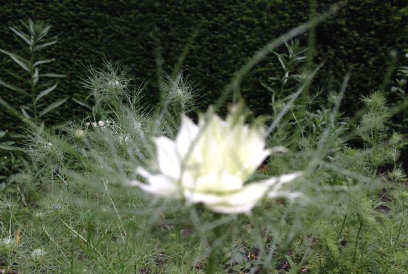 juffertje-in-het-groen a vak 53