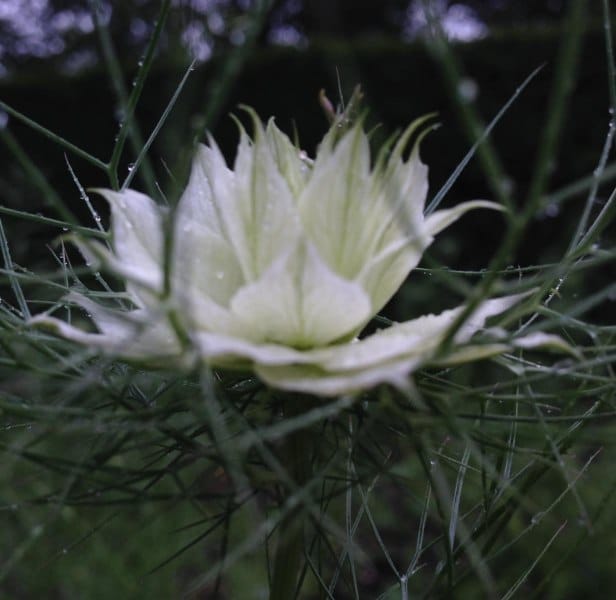 juffertje-in-het-groen b vak 53