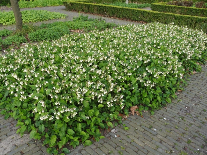 lange smeerwortel vak 62