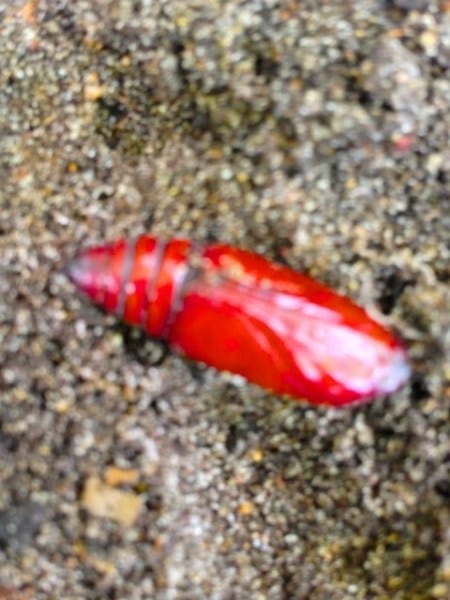 vlinderpop