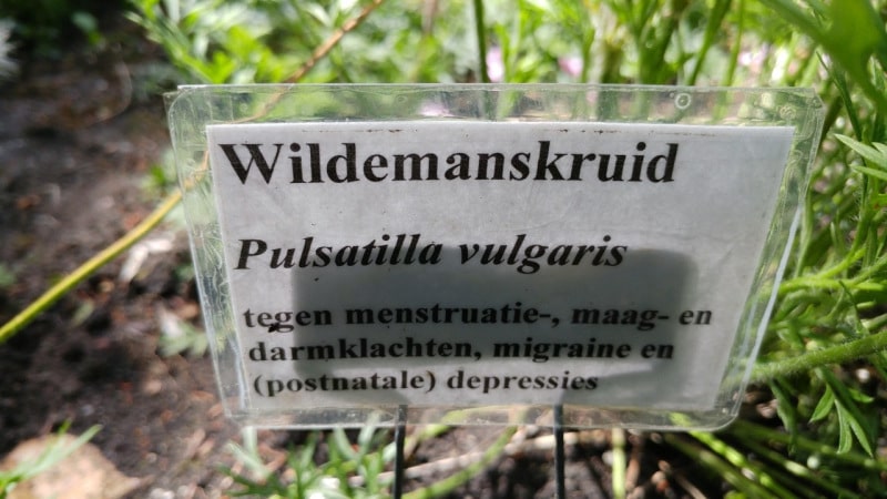 wildemanskruid b vak 44